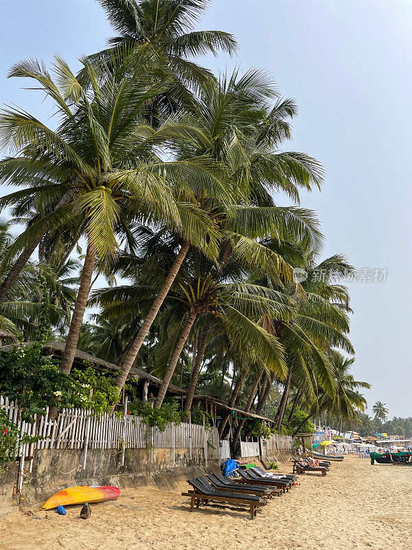 皇家棕榈树(Roystonea regia)生长在木制海滩小屋的屋顶上，度假屋树屋的窗户，热带棕榈树与阳光明媚的蓝天隔绝，从下面看